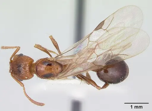 Patagonomyrmex odoratus specimen CASENT0103397 image casent0103397_1