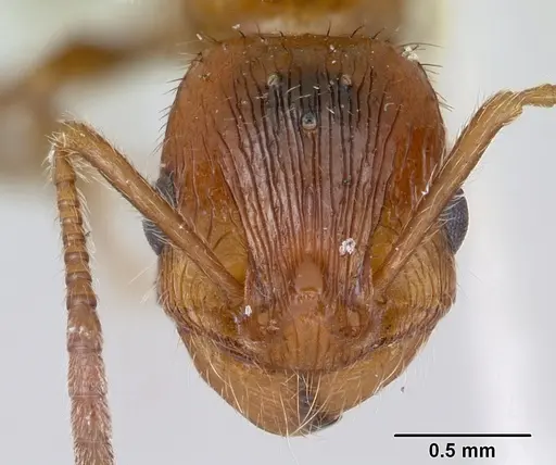 Patagonomyrmex odoratus specimen CASENT0103397 image casent0103397_2