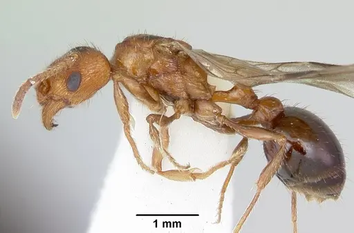 Patagonomyrmex odoratus specimen CASENT0103397 image casent0103397_3