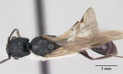 Patagonomyrmex odoratus specimen CASENT0103405 image casent0103405_1