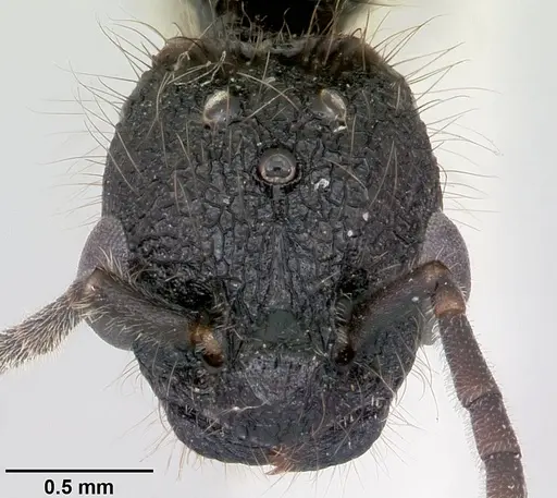 Patagonomyrmex odoratus specimen CASENT0103405 image casent0103405_2