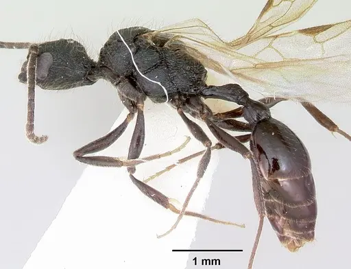 Patagonomyrmex odoratus specimen CASENT0103405 image casent0103405_3