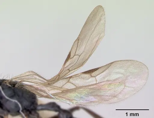 Patagonomyrmex odoratus specimen CASENT0103405 image casent0103405_4