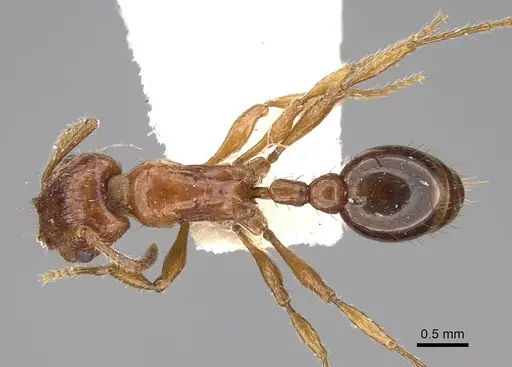 Patagonomyrmex odoratus specimen CASENT0914807 image casent0914807_1