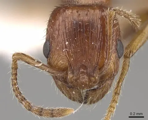 Patagonomyrmex odoratus specimen CASENT0914807 image casent0914807_2