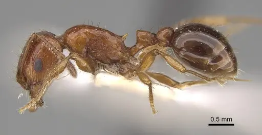 Patagonomyrmex odoratus specimen CASENT0914807 image casent0914807_3