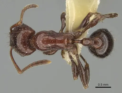 Patagonomyrmex odoratus specimen CASENT0919842 image casent0919842_1