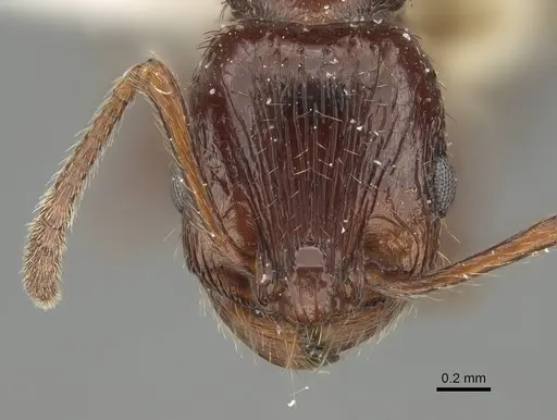 Patagonomyrmex odoratus specimen CASENT0919842 image casent0919842_2