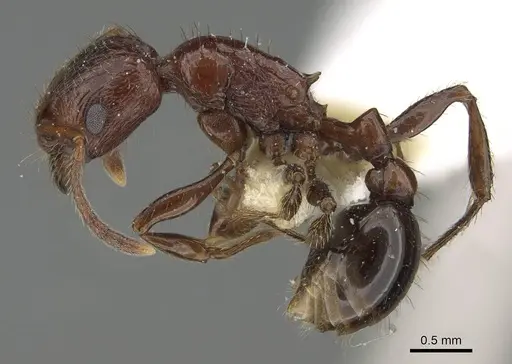 Patagonomyrmex odoratus specimen CASENT0919842 image casent0919842_3