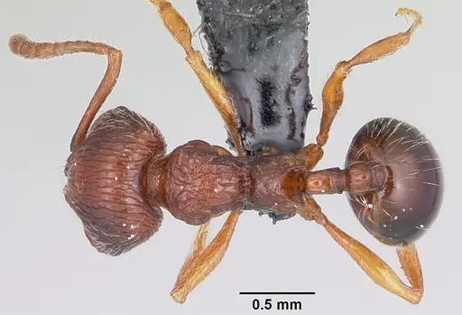 Perissomyrmex bidentatus specimen CASENT0103099 image casent0103099_1