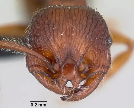 Perissomyrmex bidentatus specimen CASENT0103099 image casent0103099_2