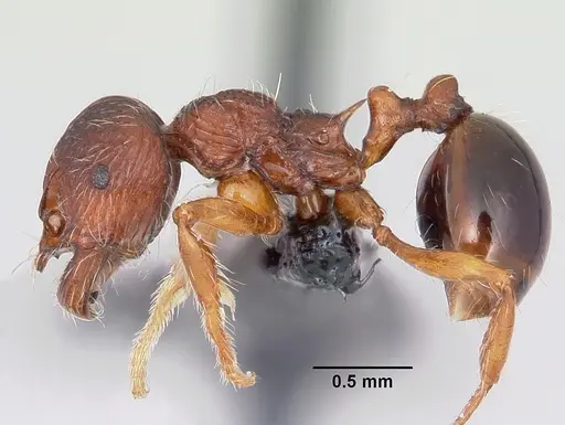 Perissomyrmex bidentatus specimen CASENT0103099 image casent0103099_3