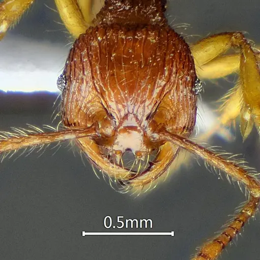 Perissomyrmex fissus specimen ANTWEB1060566 image antweb1060566_2