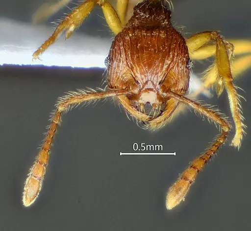 Perissomyrmex fissus specimen ANTWEB1060566 image antweb1060566_3