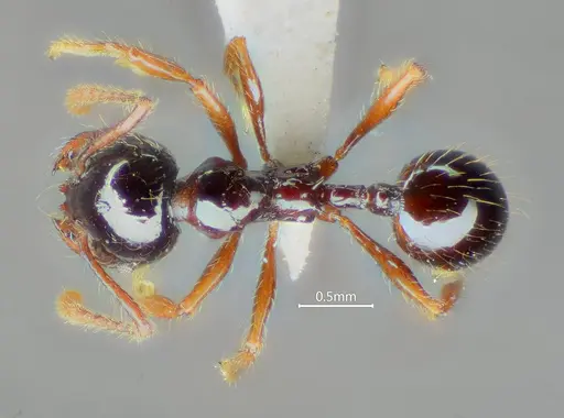 Perissomyrmex medogensis specimen ANTWEB1060567 image antweb1060567_1