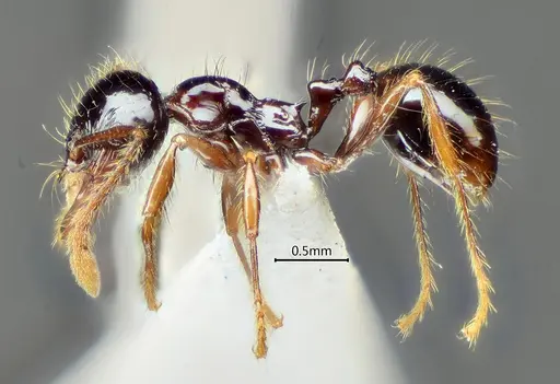 Perissomyrmex medogensis specimen ANTWEB1060567 image antweb1060567_3