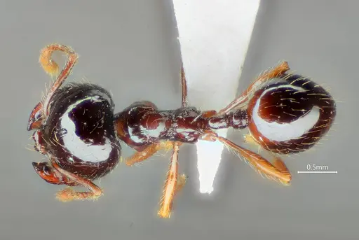 Perissomyrmex medogensis specimen ANTWEB1060568 image antweb1060568_1