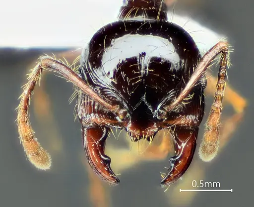 Perissomyrmex medogensis specimen ANTWEB1060568 image antweb1060568_2