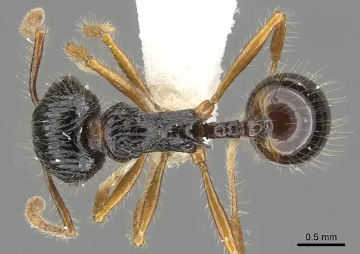 Perissomyrmex monticola specimen CASENT0901730 image casent0901730_1