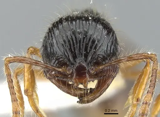 Perissomyrmex monticola specimen CASENT0901730 image casent0901730_2