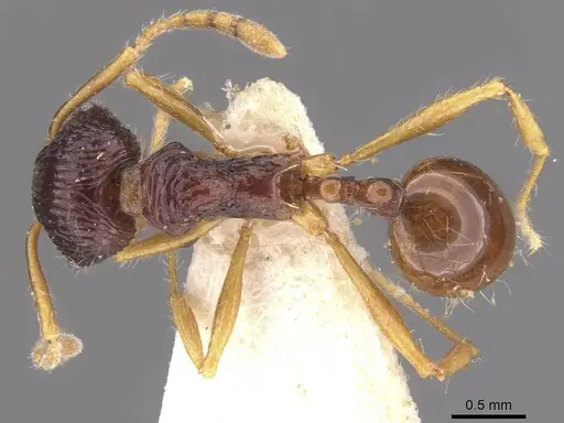 Perissomyrmex monticola specimen CASENT0913029 image casent0913029_1