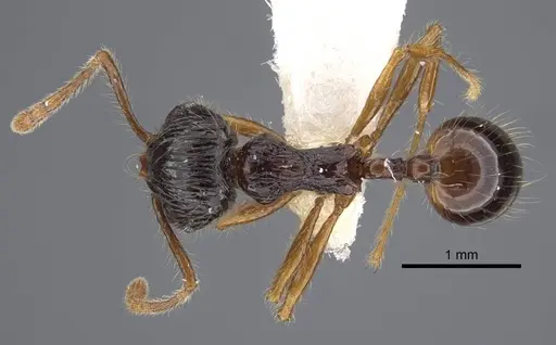 Perissomyrmex monticola specimen CASENT0917363 image casent0917363_1