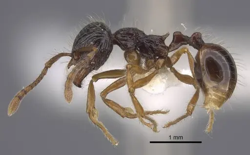 Perissomyrmex monticola specimen CASENT0917363 image casent0917363_4