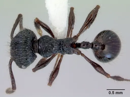 Perissomyrmex snyderi specimen CASENT0172276 image casent0172276_1