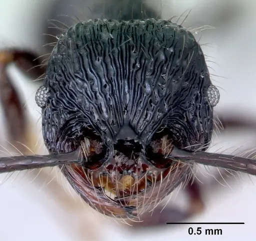 Perissomyrmex snyderi specimen CASENT0172276 image casent0172276_2