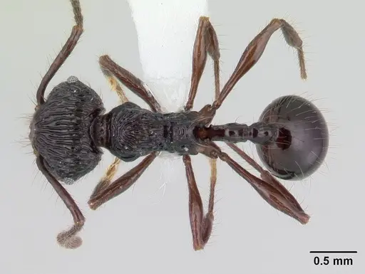 Perissomyrmex snyderi specimen CASENT0178558 image casent0178558_1