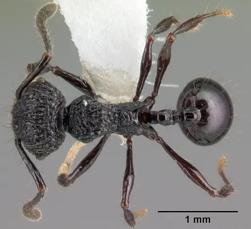 Perissomyrmex snyderi specimen PSW11581-5 image psw11581-5_1