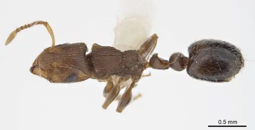 Peronomyrmex bartoni specimen ANTWEB1008219 image antweb1008219_1