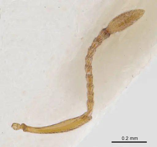 Peronomyrmex bartoni specimen ANTWEB1008219 image antweb1008219_2