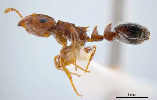 Peronomyrmex bartoni specimen ANTWEB1008219 image antweb1008219_3