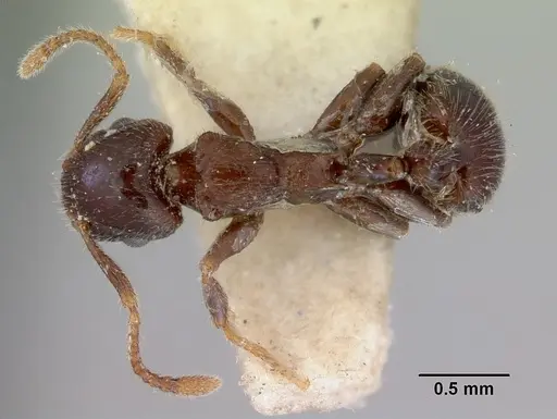 Peronomyrmex greavesi specimen CASENT0172264 image casent0172264_1