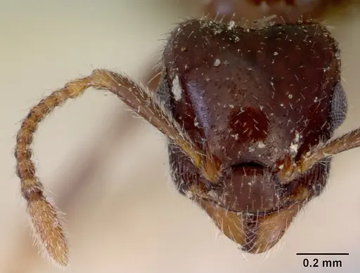 Peronomyrmex greavesi specimen CASENT0172264 image casent0172264_2