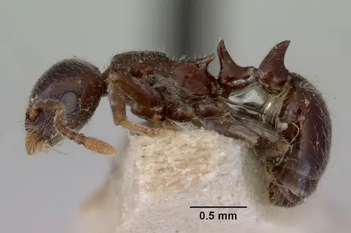 Peronomyrmex greavesi specimen CASENT0172264 image casent0172264_3