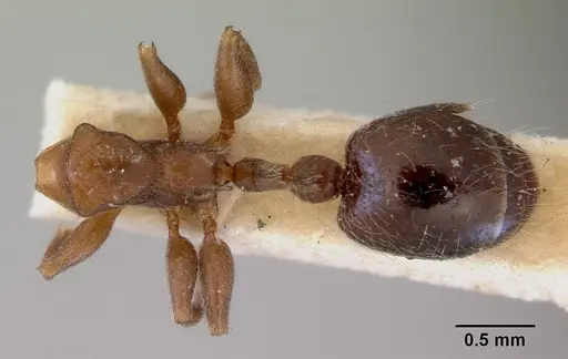 Peronomyrmex overbecki specimen CASENT0172316 image casent0172316_1