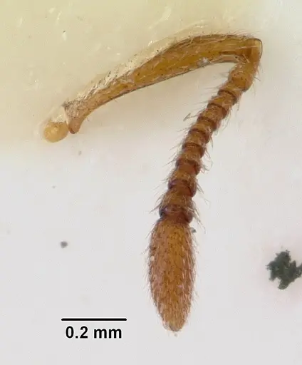Peronomyrmex overbecki specimen CASENT0172316 image casent0172316_2
