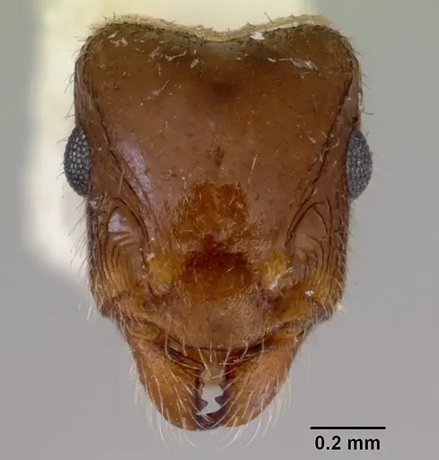 Peronomyrmex overbecki specimen CASENT0172316 image casent0172316_3