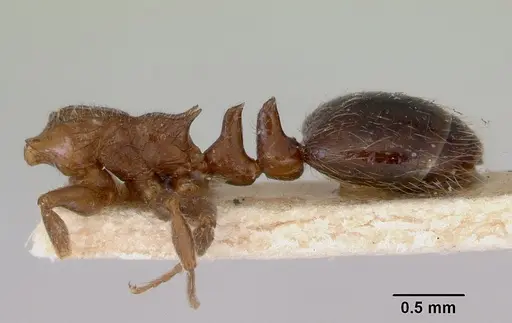 Peronomyrmex overbecki specimen CASENT0172316 image casent0172316_4
