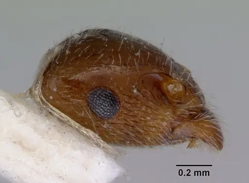 Peronomyrmex overbecki specimen CASENT0172316 image casent0172316_5