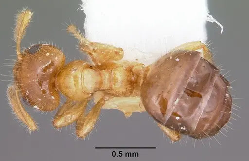 Petalomyrmex phylax specimen CASENT0101210 image casent0101210_1