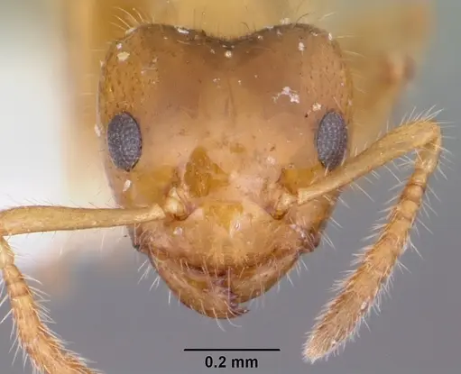 Petalomyrmex phylax specimen CASENT0101210 image casent0101210_2