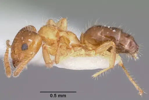 Petalomyrmex phylax specimen CASENT0101210 image casent0101210_3