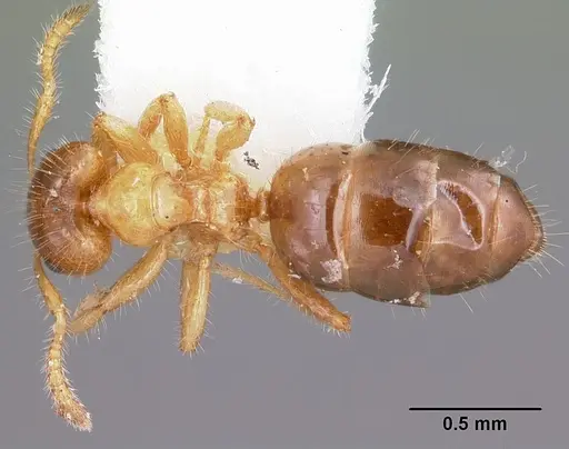Petalomyrmex phylax specimen CASENT0101211 image casent0101211_1