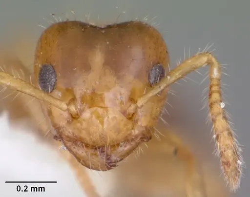 Petalomyrmex phylax specimen CASENT0101211 image casent0101211_2