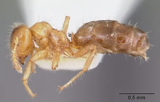 Petalomyrmex phylax specimen CASENT0101211 image casent0101211_3
