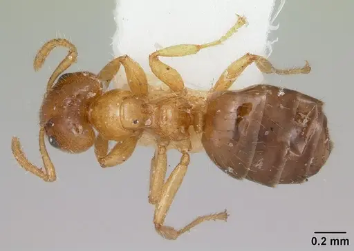 Petalomyrmex phylax specimen CASENT0104918 image casent0104918_1