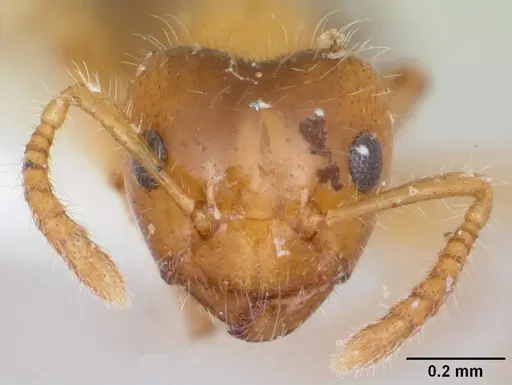 Petalomyrmex phylax specimen CASENT0104918 image casent0104918_2